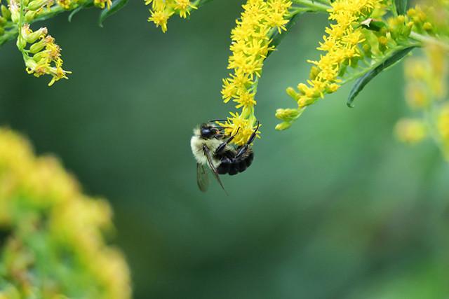 A bee eating pollen